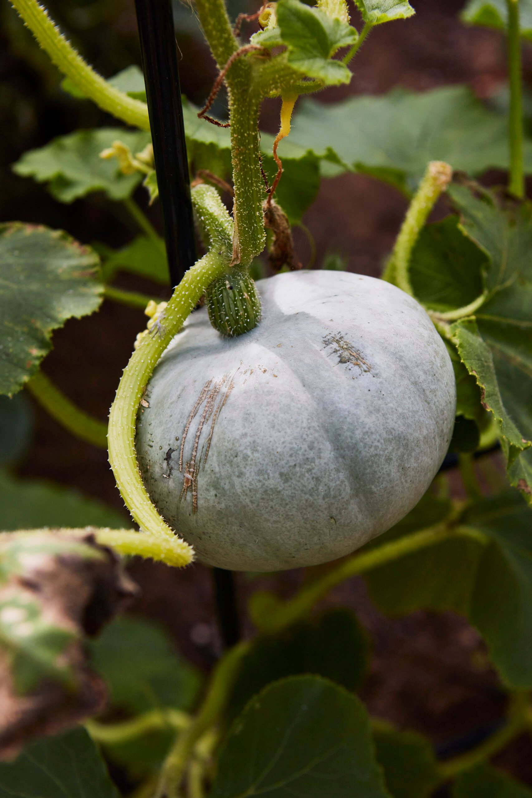 Updown Farmhouse — interior and exterior view 12