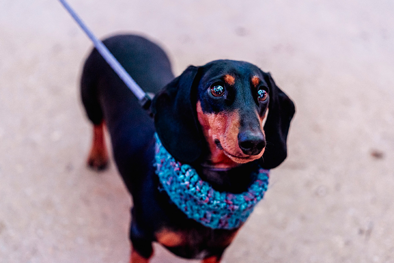 Center Parcs Treehouses — interior and exterior view 58