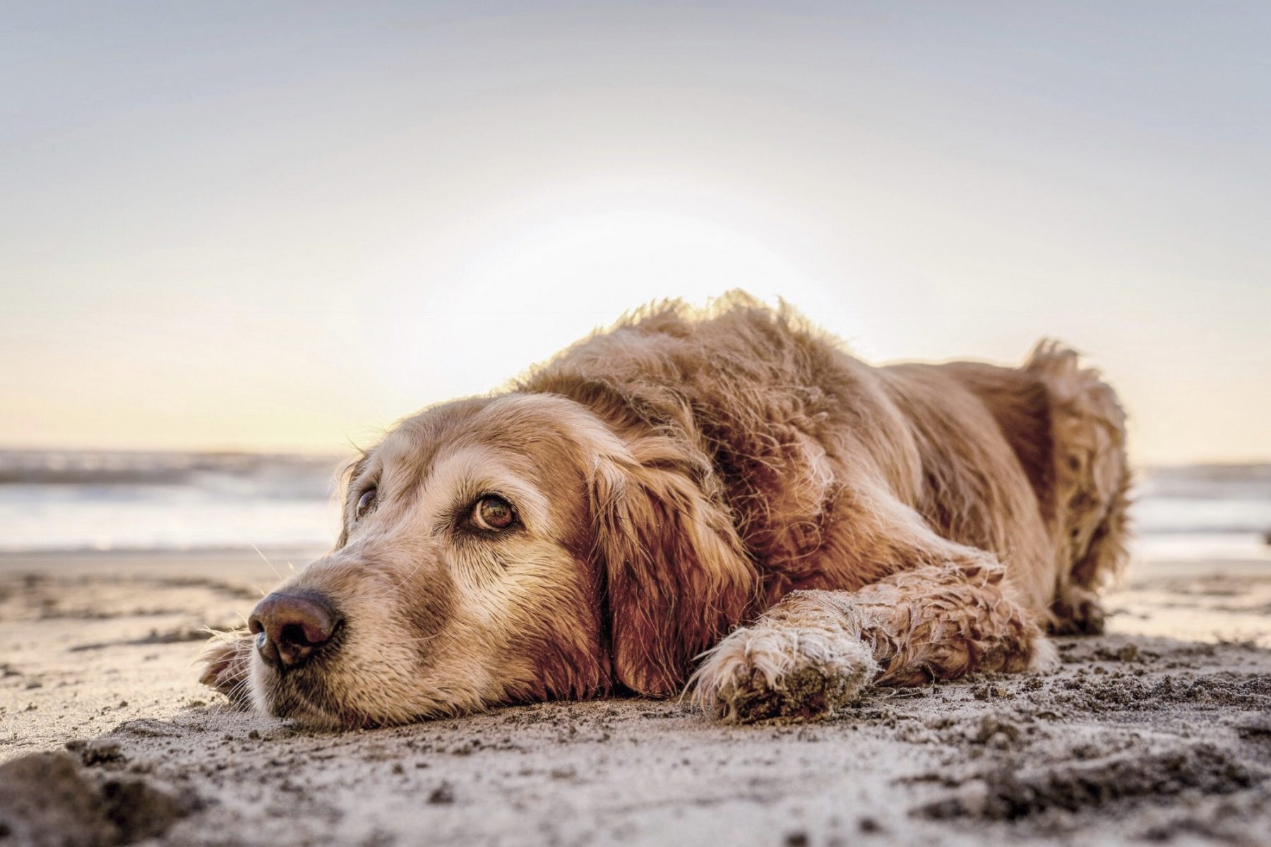Sandy Mount House — interior and exterior view 8