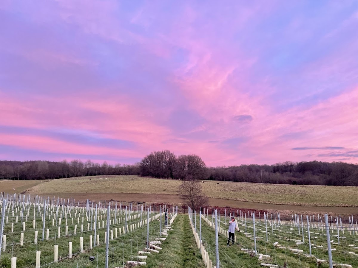 The Granary at Coes Vineyard — East Sussex