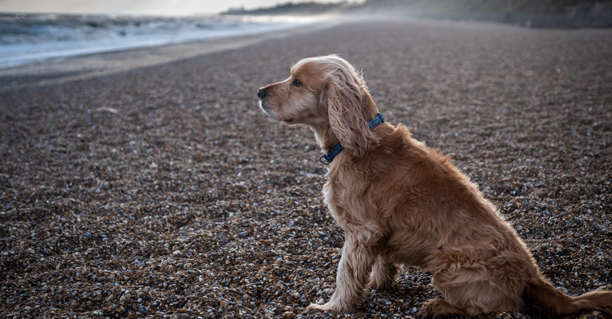 The Ship at Dunwich — interior and exterior view 12