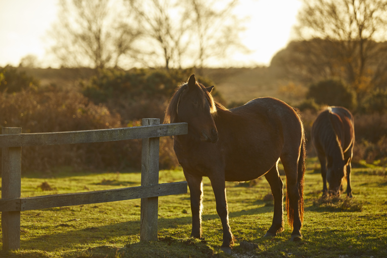 The Pig near Bath — interior and exterior view 44