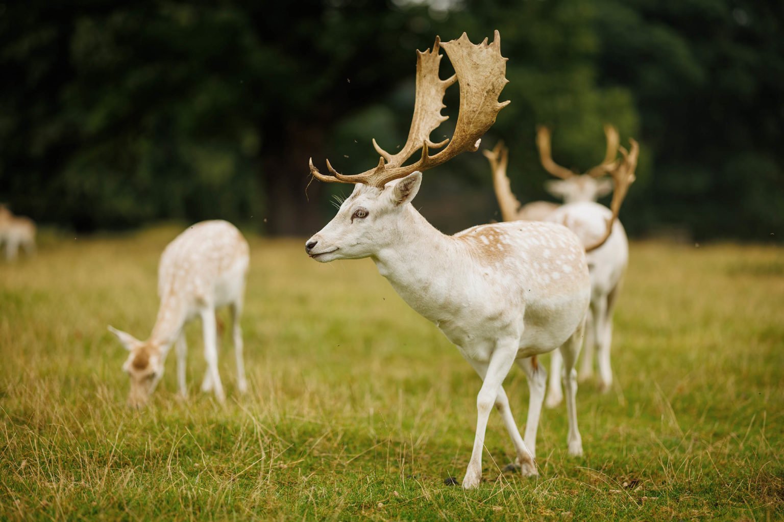 Swinton Park — interior and exterior view 28