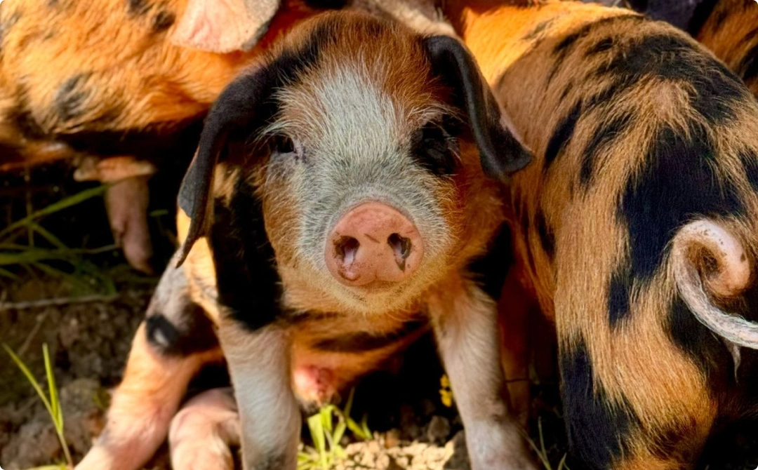 Louma Country Hotel — interior and exterior view 21