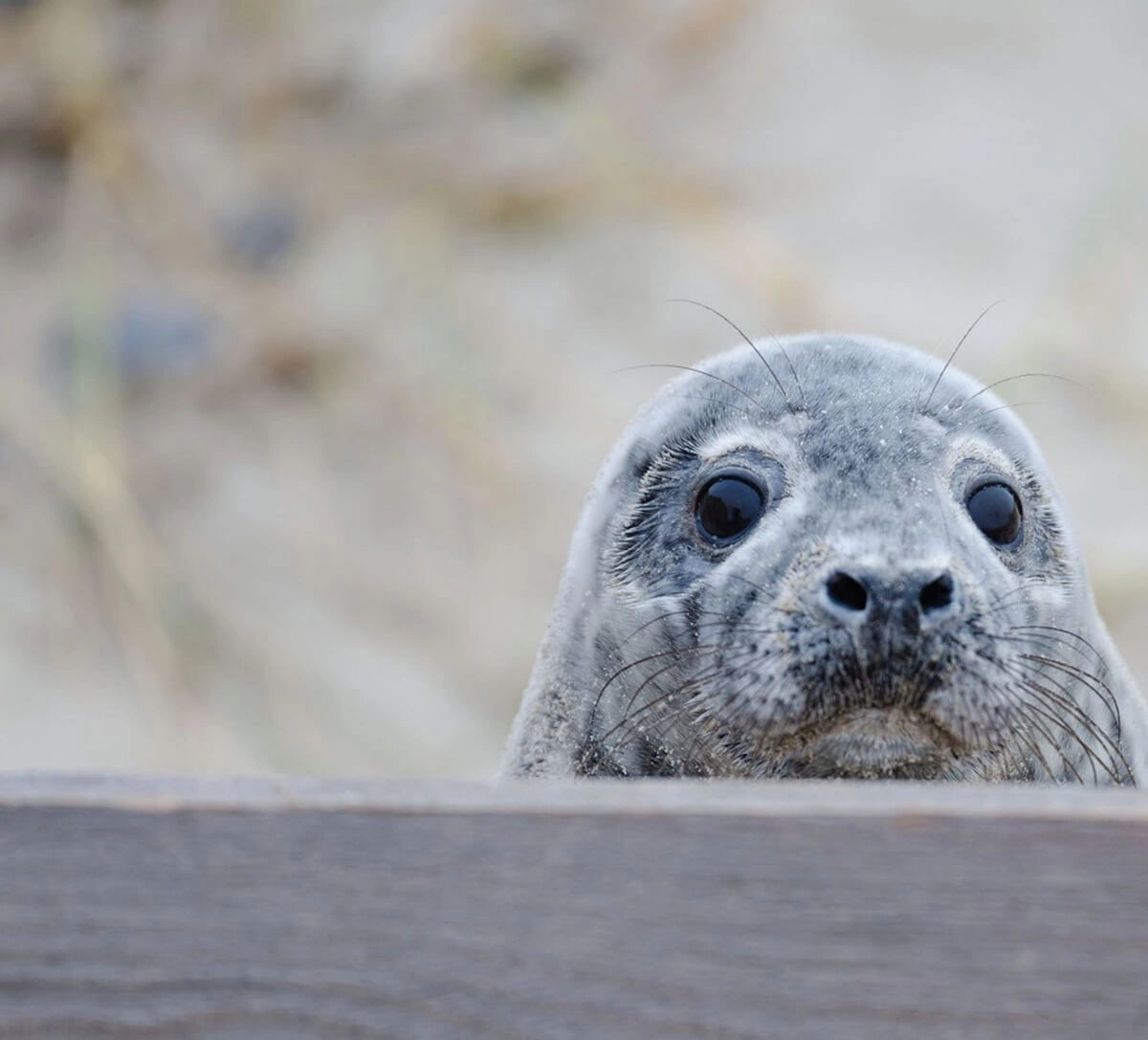 Magazine Wood — interior and exterior view 42